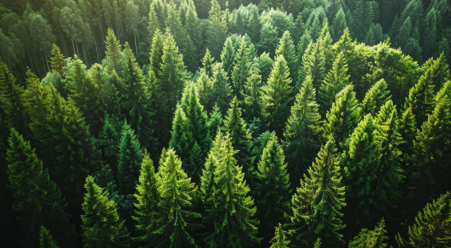 Wald - Holz aus nachwachsenden Rohstoffen